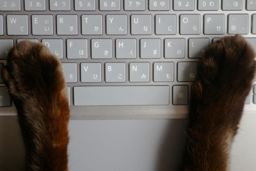 PCを操作する黒猫の手