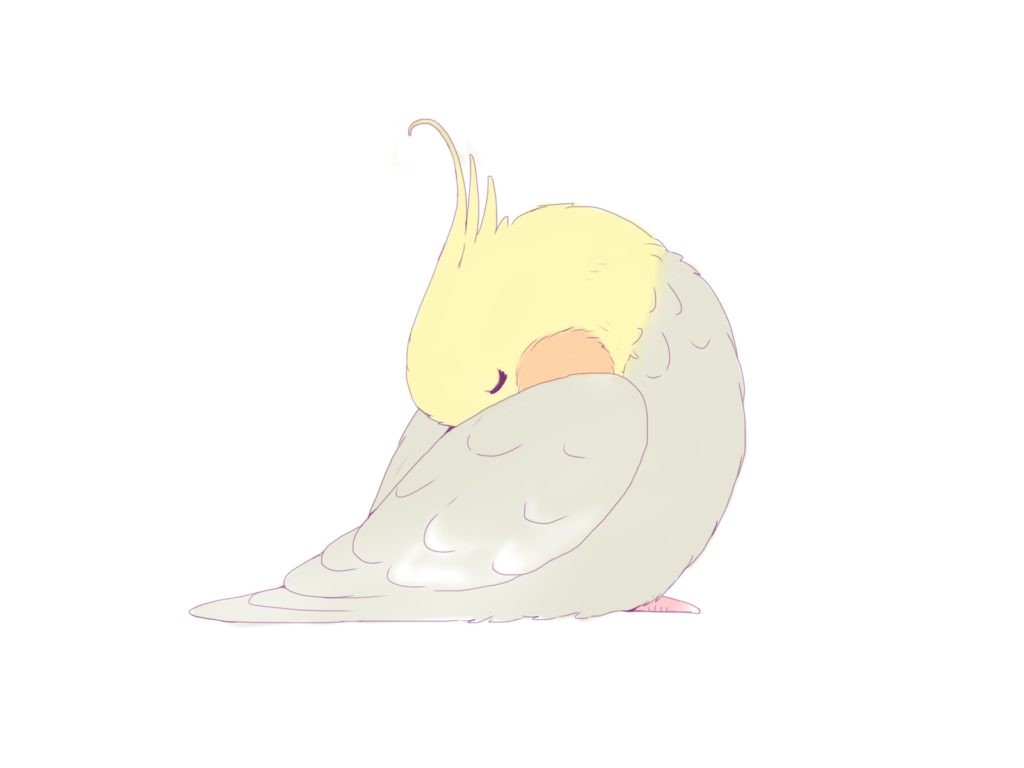 眠いオカメインコ