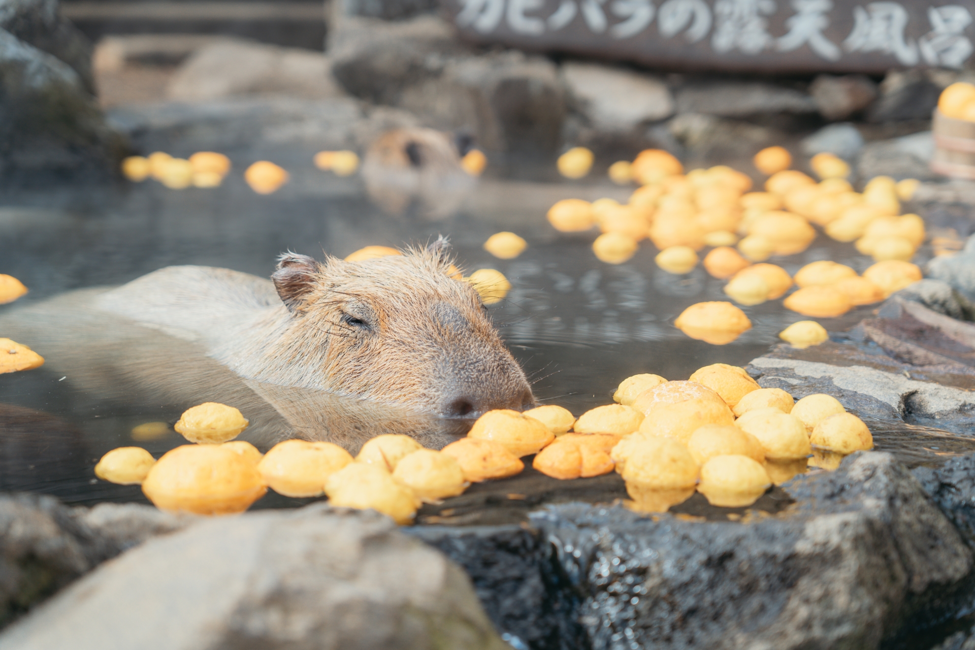 温泉に入るカピバラ